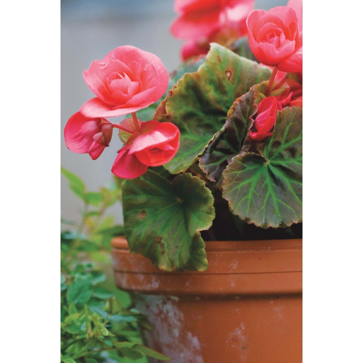 Picture of Ceramo Standard Planter