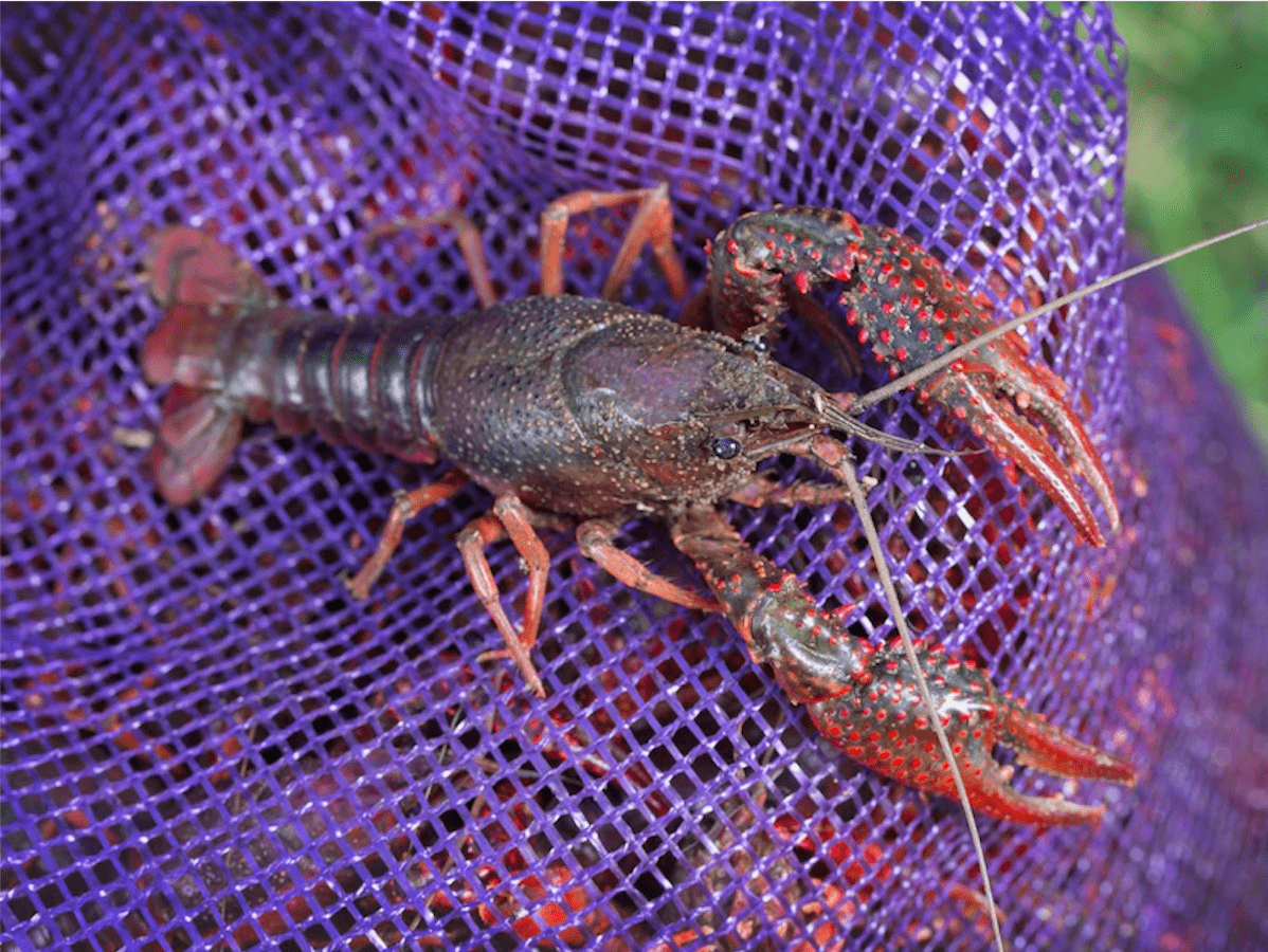 Picture of Dupre's Live Mudbug Sack - 35lb. ap